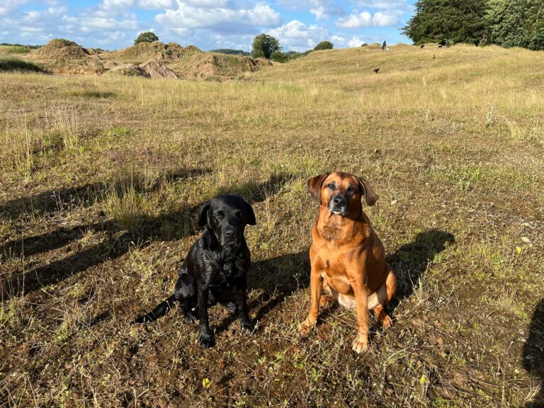 Rhodesian Ridgeback – Leonberger Hündin „Else“ – eine Erfolgsstory