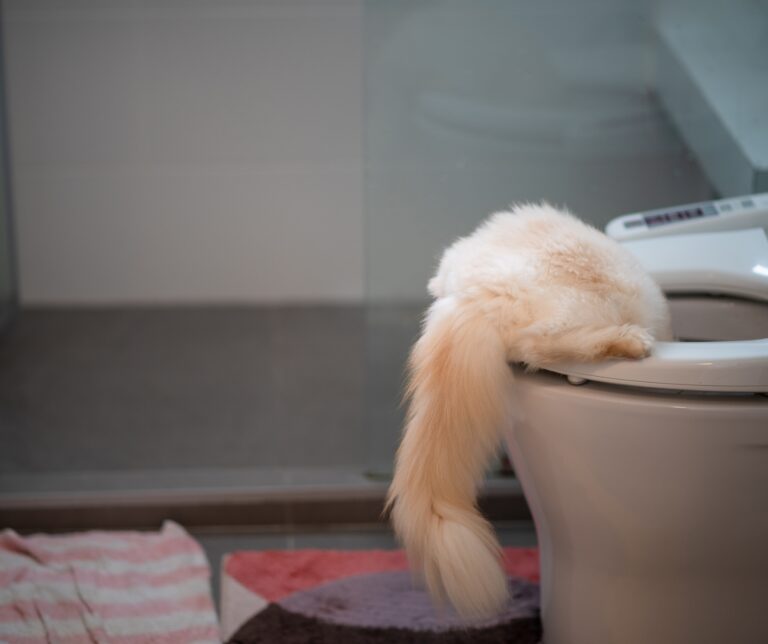 Katzenklo, Katzenklo… ja, das macht die Katze froh