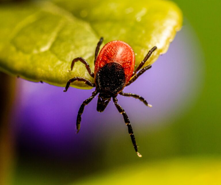 Na wo beißen sie denn? Im Frühjahr & Sommer kommen die Zecken