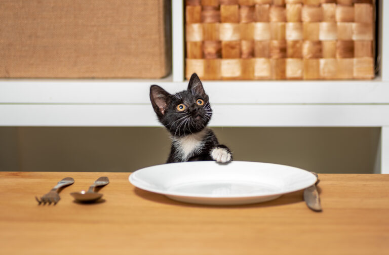 Wenn Deine Katze Hunger hat, wird sie schon fressen!