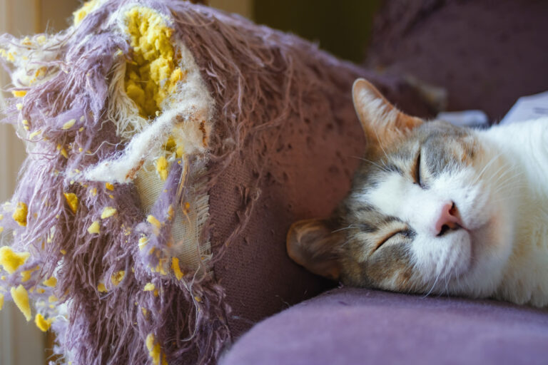 Stuhlhussen mit Kratzvorrichtung von Coonies getestet